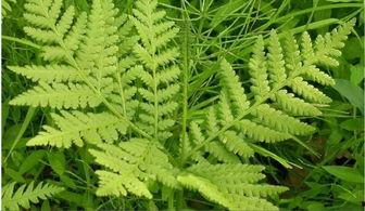 粗叶图片,自然界的绿色奇迹